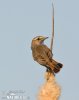 Bluethroat