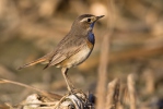 Bluethroat