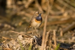 Bluethroat