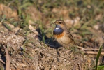 Bluethroat