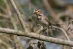 Bluethroat