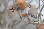 Bohemian Waxwing