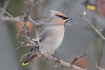 Bohemian Waxwing