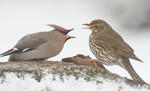 Bohemian Waxwing