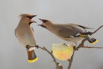 Bohemian Waxwing