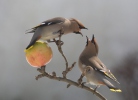 Bohemian Waxwing