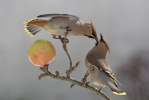 Bohemian Waxwing