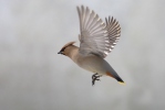 Bohemian Waxwing