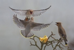 Bohemian Waxwing