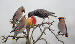 Bohemian Waxwing