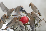 Bohemian Waxwing