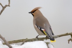 Bohemian Waxwing