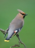 Bohemian Waxwing