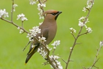 Bohemian Waxwing