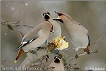 Bohemian Waxwing