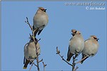 Bohemian Waxwing