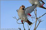 Bohemian Waxwing