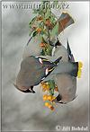 Bohemian Waxwing