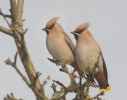 Bombycilla garrulus