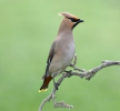 Bombycilla garrulus