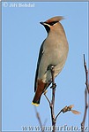 Bombycilla garrulus