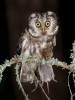 Boreal Owl