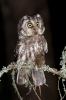 Boreal Owl