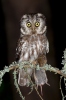 Boreal Owl