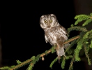 Boreal Owl