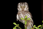 Boreal Owl