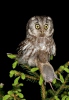 Boreal Owl