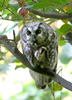 Boreal Owl