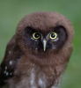 Boreal Owl