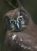 Boreal Owl