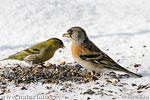 Brambling