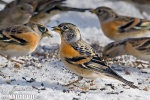 Brambling