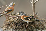 Brambling