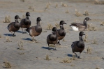 Branta bernicla