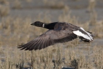 Branta bernicla