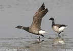 Branta bernicla