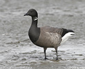 Branta bernicla