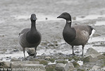 Branta bernicla