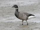 Branta bernicla