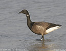 Branta bernicla