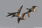 Branta bernicla