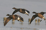 Branta bernicla