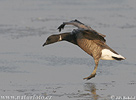 Branta bernicla