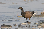 Branta bernicla