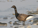 Branta bernicla