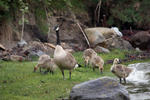 Branta canadensis